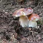 Na Slonecznej Orawie U Dzikich בית חווה Jablonka (Lesser Poland)