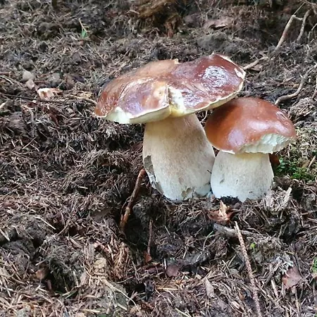 Na Slonecznej Orawie U Dzikich مزرعة للإقامة Jablonka (Lesser Poland)