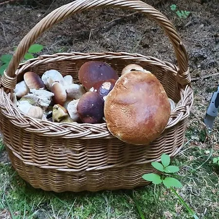 Na Slonecznej Orawie U Dzikich *