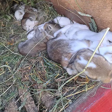 Na Slonecznej Orawie U Dzikich