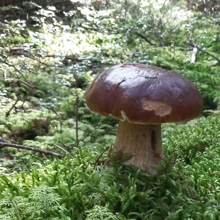 Çiftlik konaklama Na Slonecznej Orawie U Dzikich Jablonka (Lesser Poland)