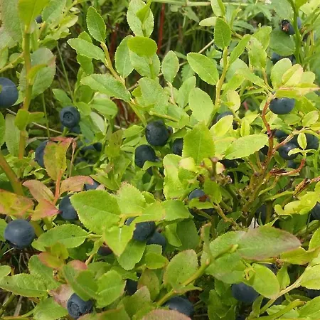 Farma Na Slonecznej Orawie U Dzikich