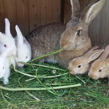 Na Slonecznej Orawie U Dzikich * Jablonka (Lesser Poland)