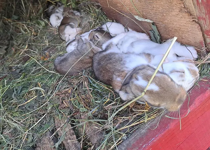 Na Slonecznej Orawie U Dzikich